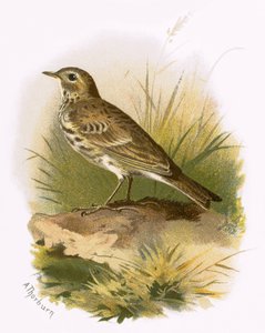 Meadow Pipit